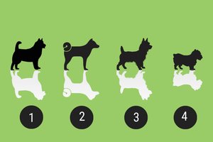 Kuris šuniukas labiausiai patinka? Štai kaip jus mato aplinkiniai