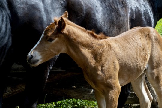Konfiskuotus gyvūnus susigrąžinti nepavyko: savininko skundą teismas atmetė