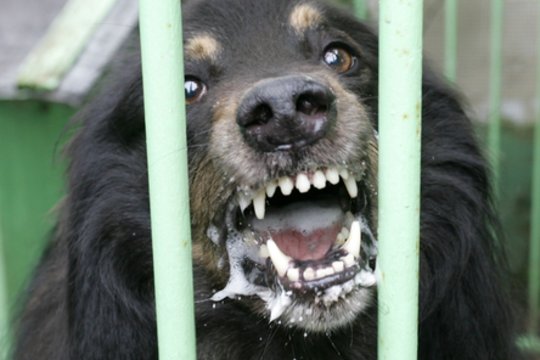 Tauragėje šuo apkandžiojo moterį