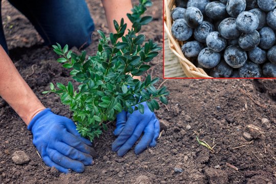 Šilauogės duos derlių bet kuriame kieme: ruduo – geriausias metas pradėti