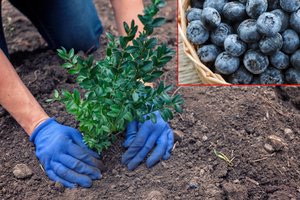 Šilauogės duos derlių bet kuriame kieme: ruduo – geriausias metas pradėti
