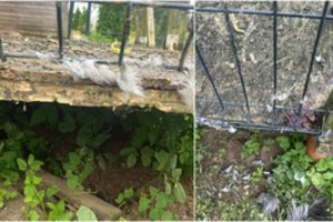 Ryte – tik plunksnų krūva: šeima sako jau bijantys dėl savo pačių saugumo