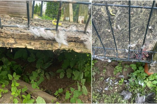 Ryte – tik plunksnų krūva: šeima sako jau bijantys dėl savo pačių saugumo