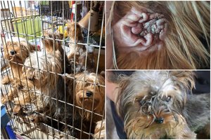 Atsitiktinai atskleidė šiurpų nusikaltimą: atvykę pareigūnai pateko į gyvūnų „fabriką“