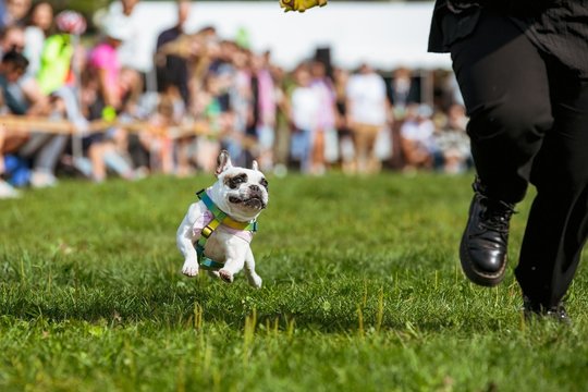 Vilniuje vyks suplotanosių šunų lenktynės: organizatoriai atkreipia dėmesį ir į skaudžias gyvūnų istorijas