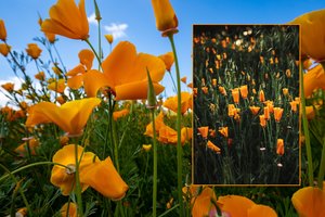 Gėlė, kuri sėjama rudenį ir žydi visą vasarą: be daigų ir persodinimo