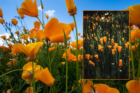 Gėlė, kuri sėjama rudenį ir žydi visą vasarą: be daigų ir persodinimo