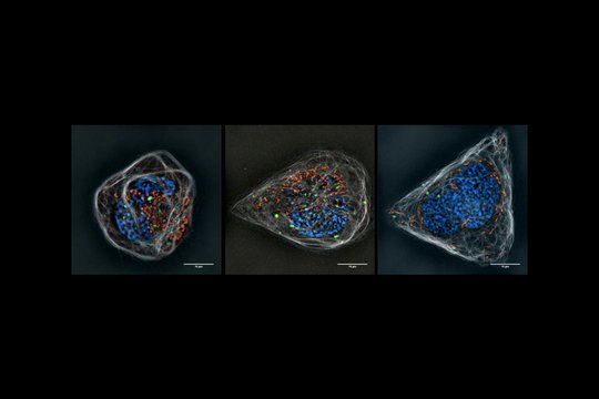 Audinių inžinerija: Mokslas kuriantis ateities mediciną
