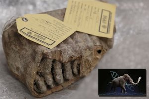 Senovės mamutų DNR atskleidžia netikėtas ir nepaaiškinamas genetines mįsles