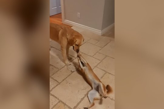 Kai nerandi šluotos – draugas puikiai tam tiks: ne tik pažaidė, bet ir dulkes surinko