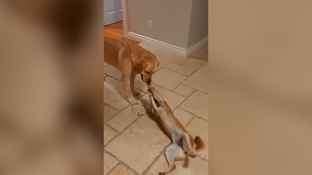 Kai nerandi šluotos – draugas puikiai tam tiks: ne tik pažaidė, bet ir dulkes surinko