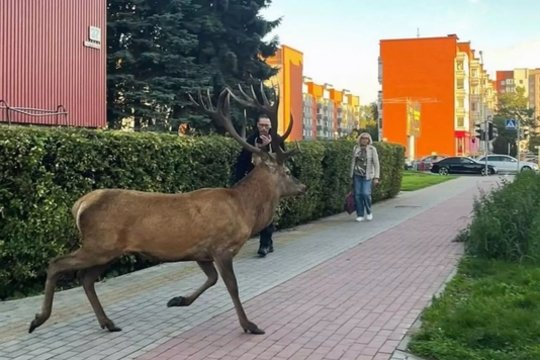 Klaipėdoje prie pat žmonių blaškėsi elnias: „Iki nelaimės – vienas žingsnis“