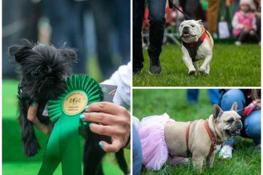 Vilniečius džiugino suplotanosių šunų lenktynės: keturkojų išbandymai laukė ir Pagundų trasoje