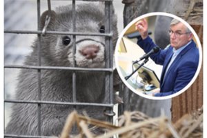 V. Pranckietis vėl siūlo nukelti kailinių žvėrelių fermų draudimą