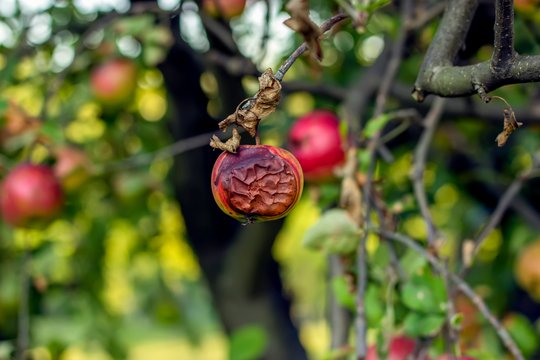Obuoliai supūva dar neprinokę: ar dar įmanoma išgelbėti šiųmetį derlių?
