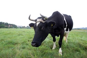 Analitikai perspėja: menka paklausa gali mažinti pieno supirkimo kainas Europoje