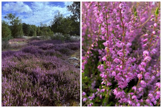 Pasigrožėkite: Kuršių nerijoje – švelniai rožinis violetinių žiedų kilimas