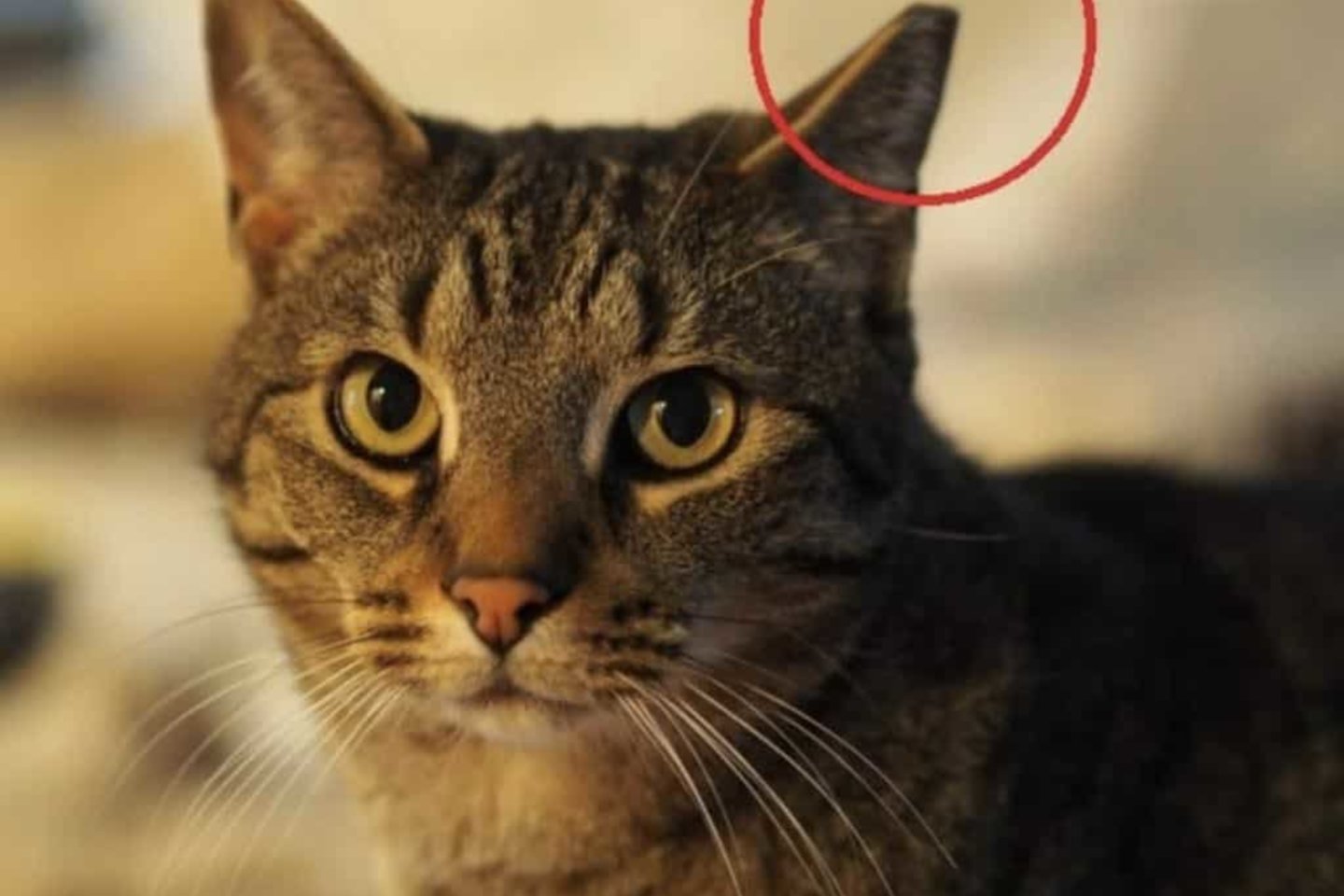 Sterilizuota katė nukirpta ausimi.<br> Redakcijos archyvo nuotr.