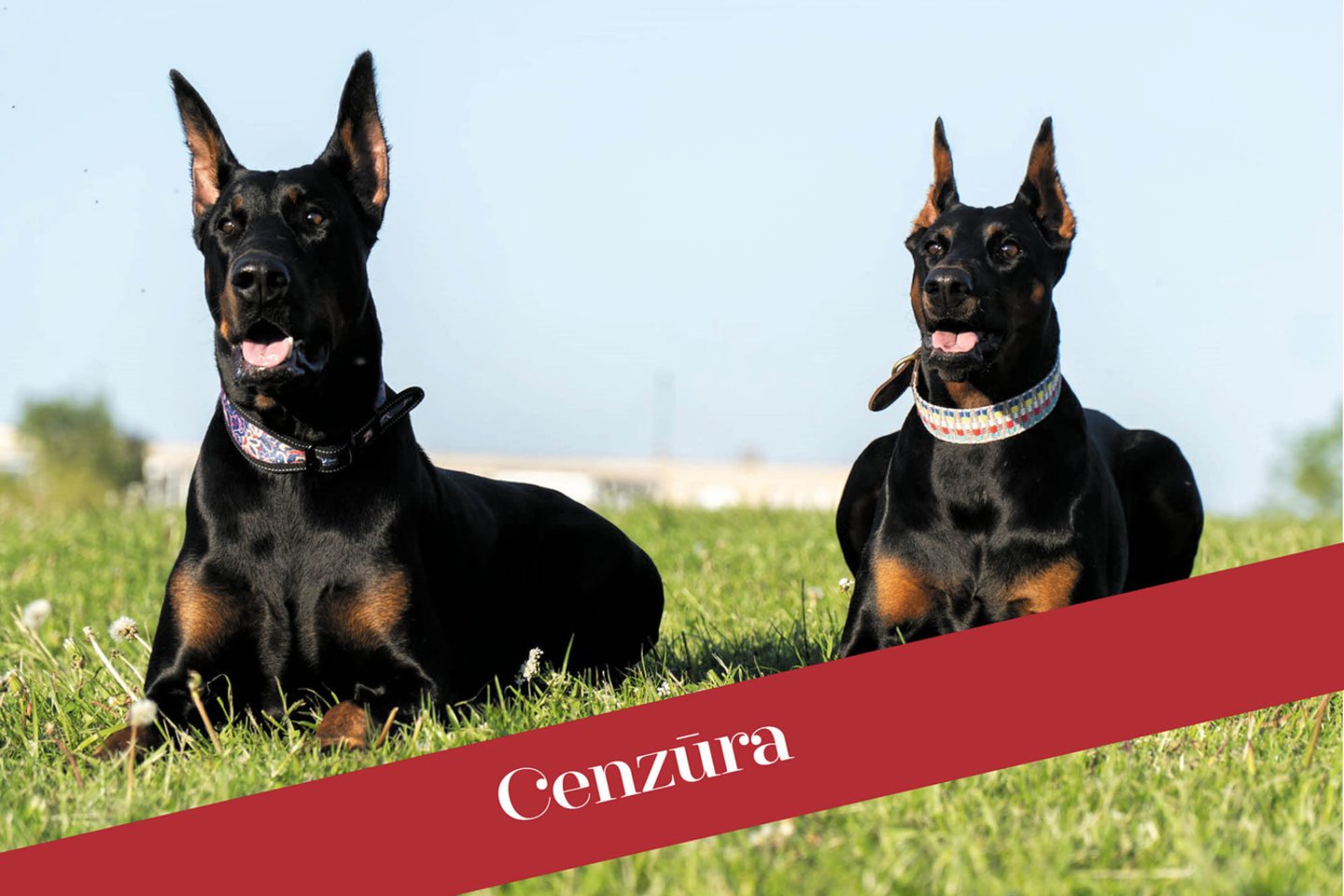 Kupiruoti šunys legaliai įvežami į Lietuvą iš Rusijos ar Baltarusijos, tačiau už jų nuotraukų ar vaizdo įrašų skelbimą tiek žiniasklaidoje, tiek asmeninėse paskyrose gresia baudos.<br>„Facebook“ asmeninio albumo nuotr.