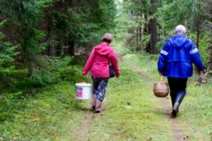 Skubiai įspėja į mišką einančius Lietuvos gyventojus: pamatę tai – sukluskite