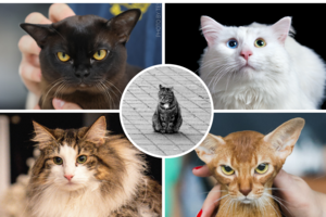 Kačių veislė pagal gimimo mėnesį: skelbia, koks kačiukas jums tinka labiausiai