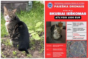 Vilniuje – masinė dingusio katino paieška: gyvūnui reikia skubios pagalbos, siūlo 1000 eurų atlygį