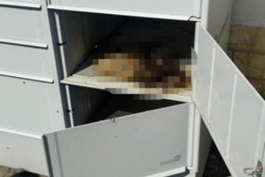 Kraupus radinys Lenkijos paštomate: žymės išdavė siaubingas gyvūno kančias