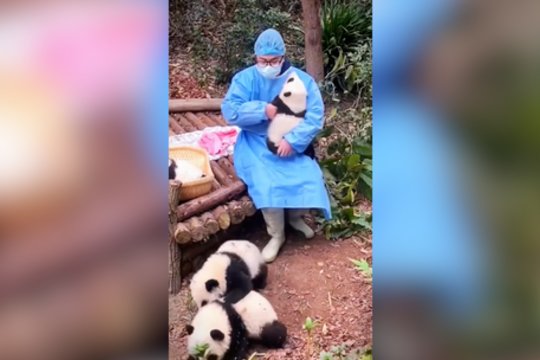 Kas pirmesnis – tas gudresnis: dėl prižiūrėtojo glėbio pandos net kibo į atlapus