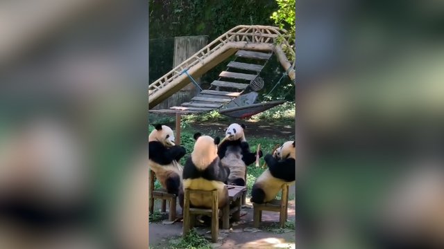 Šventiniai pietūs: pamatykite, kaip tai atrodo pagal pandas