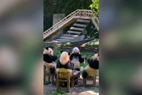 Šventiniai pietūs: pamatykite, kaip tai atrodo pagal pandas