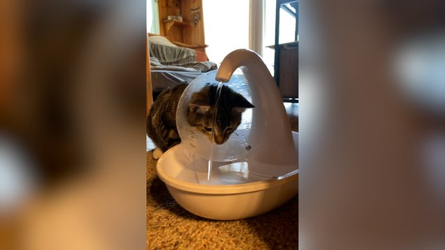 Bandymas atsigerti vandens tapo tikru galvosūkiu: žvilgsniu prašęs pagalbos sulaukė kitokio atsako