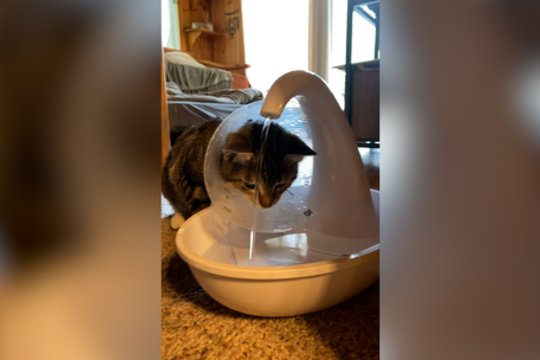 Bandymas atsigerti vandens tapo tikru galvosūkiu: žvilgsniu prašęs pagalbos sulaukė kitokio atsako