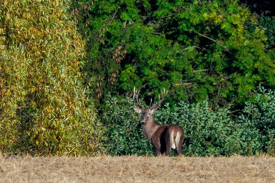 Įspėja ir vairuotojus, ir pėsčiuosius: gamtoje dabar – ypatingas laikas