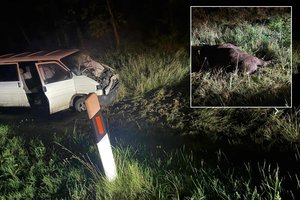 Neeilinis incidentas Dzūkijoje: automobilis nutrenkė stumbrą