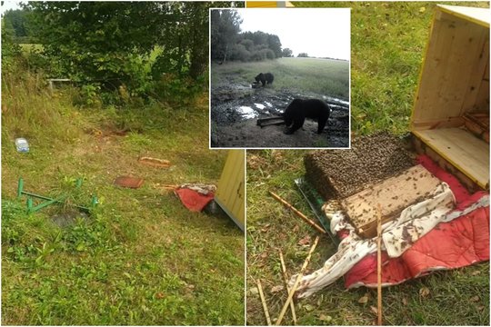 Anykščiuose – meškų išpuoliai: siaubia avilius, įsisukti mėgino ir į konteinerį