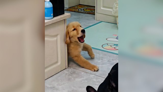 „Oskaro“ verta vaidyba: pamatykite, kaip dramatiškai keturkojis sureagavo į prisilietimą