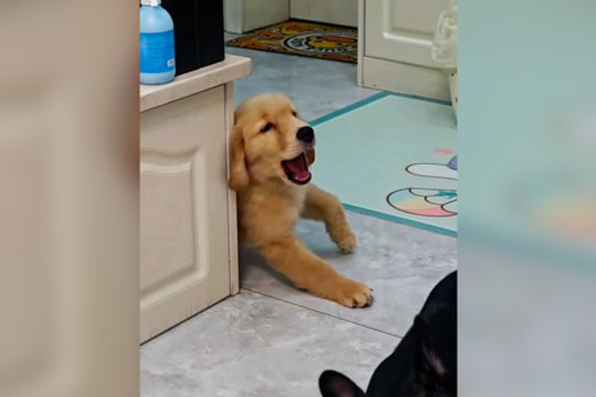 „Oskaro“ verta vaidyba: pamatykite, kaip dramatiškai keturkojis sureagavo į prisilietimą