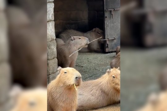Kapibarai surengus tikrą šou patenkinti liko ne visi: negalėjo nuslėpti pavydo 