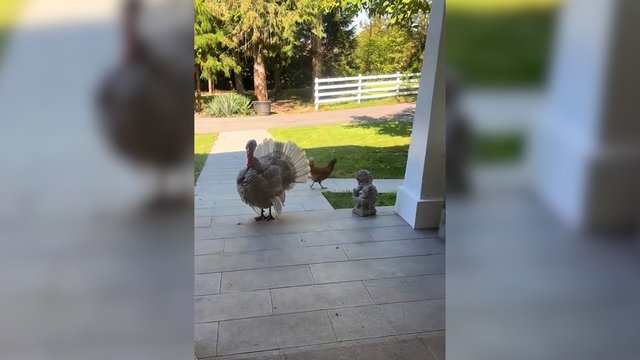 Prie namų durų – gyvūnų lyg iš gausybės rago: pademonstravo savarankiškumą