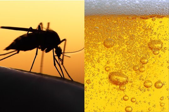 Naujas tyrimas: uodai labiau mėgsta tuos, kurie mėgsta šį gėrimą