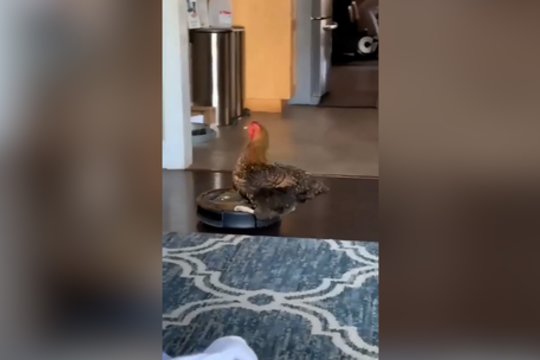 Pramogos ir namų ruoša viename: pamatykite, kokią priemonę išbandė višta