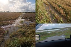 Patvino net laukai: kai kur – jau pasiekta viso mėnesio kritulių norma