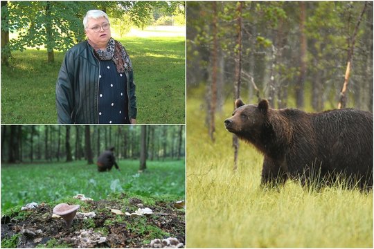 Į miško pusę bijo net pažiūrėti – susidūrusi su meška Regina vos išsisuko: „Ir kaukiau, ir lojau“