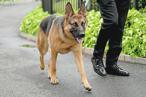 Po šuns išpuolio Klaipėdos r. – nepataisomos pasekmės 4-metei: paaiškėjo siaubingos detalės