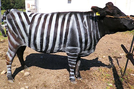 Bostone įteiktos premijos už juokingus tyrimus: nuo dvokiančių batų iki dryžuotų karvių