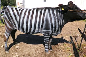 Bostone įteiktos premijos už juokingus tyrimus: nuo dvokiančių batų iki dryžuotų karvių