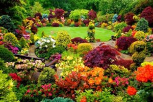 Ruduo nebūtinai pilkas: 5 dalykai, kurie leis sode džiaugtis spalvomis iki pat šalnų