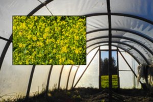 Kaip pasėsite garstyčias, tokį dirvožemį turėsite kitam derliui: ką čia svarbu žinoti