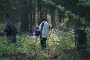 Nenustebkite miške išgirdę nepažįstamus garsus: paaiškino, kas vyksta ir ko saugotis