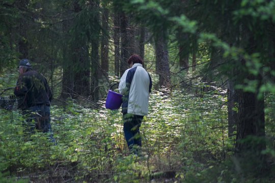 Nenustebkite miške išgirdę nepažįstamus garsus: paaiškino, kas vyksta ir ko saugotis